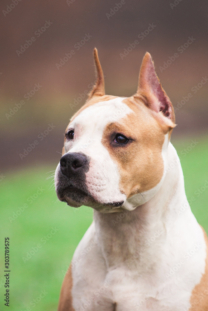 Staffordshire Terrier autumn, dog