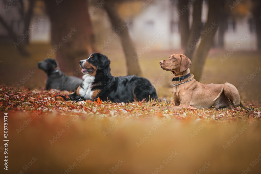 Ταπετσαρία Group of dogs at the obedience training class