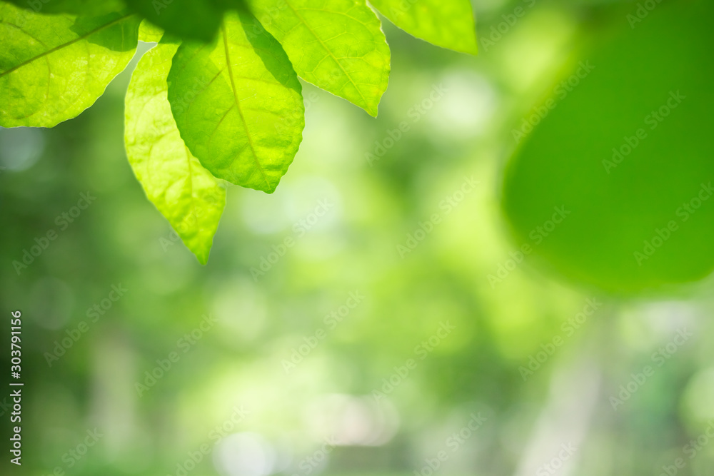Closeup beautyful nature view of green leaf on blurred greenery background in garden with copy space using as background natural green plants landscape, ecology, fresh wallpaper concept. Closeup beautyful nature view of green leaf on blurred greenery background in garden with copy space using as background natural green plants landscape, ecology, fresh wallpaper concept.