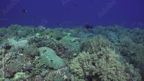 Two whit tip reef sharks mating in front of camera  photo