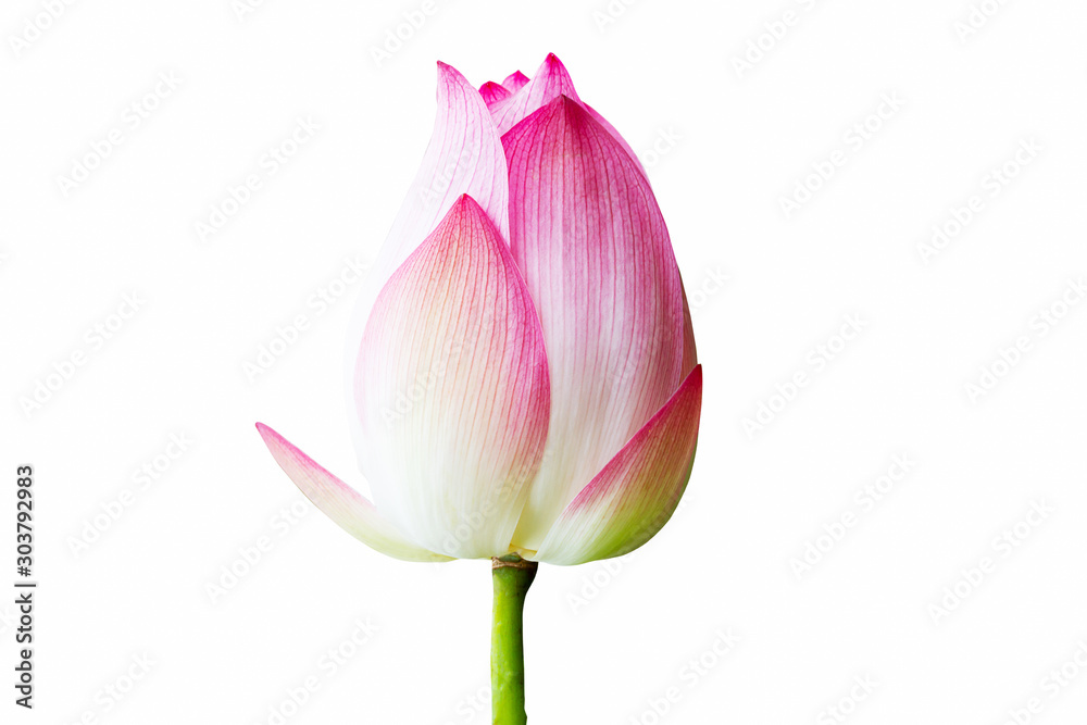 Φωτογραφία Thai sweet pink lotus bud  isolated on white background with clipping path