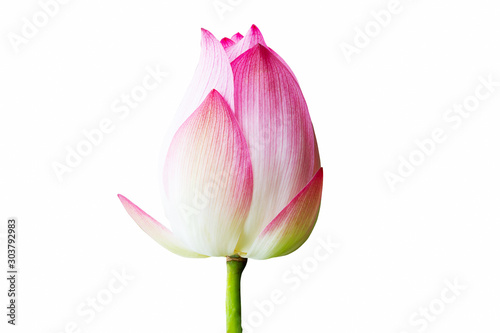 Thai sweet pink lotus bud  isolated on white background with clipping path