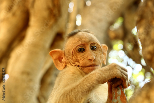 Fototapeta Naklejka Na Ścianę i Meble -  Indian Monkey Images