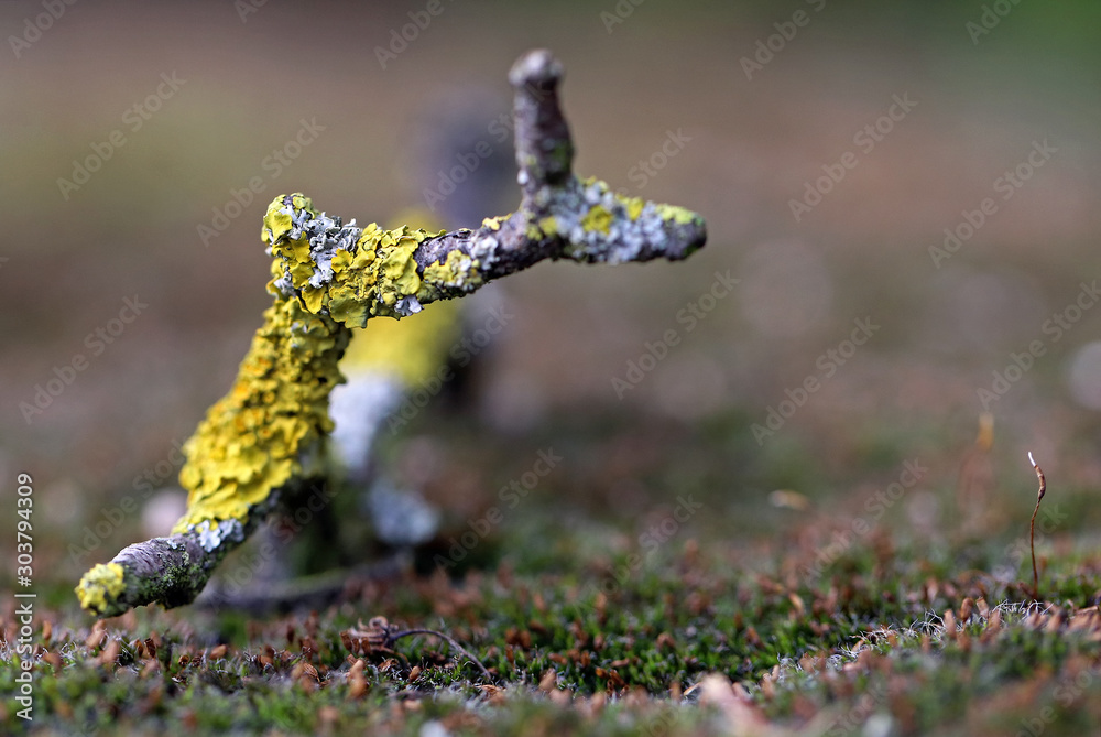 Flechten Stock Photo | Adobe Stock