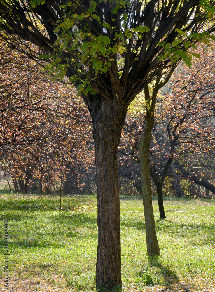 Naklejka premium nature landscape and trees on autumn 