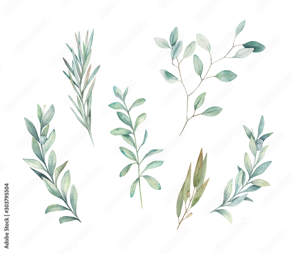Watercolor floral greenery set with eucalyptus, rosemary and olive branch on white background. Hand drawn isolated  illustration. Wedding design