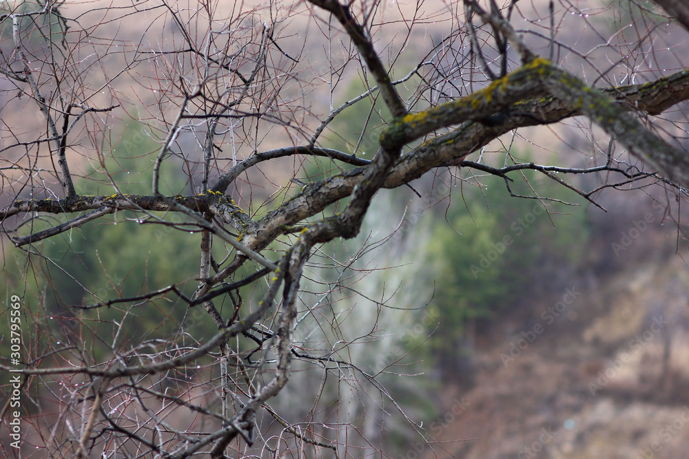 twisted branches of a tree without leaves on a blurred natural background twisted branches of a tree without leaves on a blurred natural background