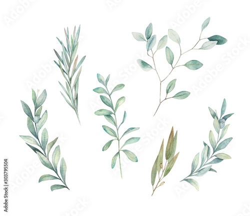 Watercolor floral greenery set with eucalyptus  rosemary and olive branch on white background. Hand drawn isolated  illustration. Wedding design