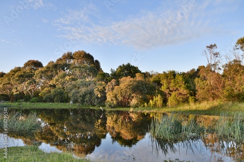 Fototapeta Naklejka Na Ścianę i Meble -  Golden hour sunlight falls on the Australian bushalnd reflecting in a reed filled pond in the Wonthaggi Wetlands Conservation Park on the Bass Coast in South Gippsland, Victoria