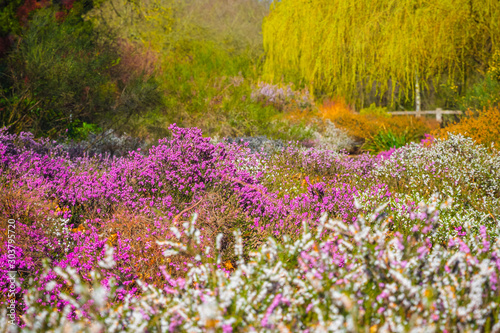 Pink and white heather flowers in bloom in Isabella Plantation in Richmond Park, London photo