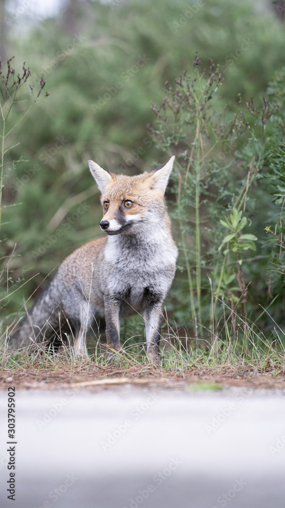 foto della volpe nel parco della maremma