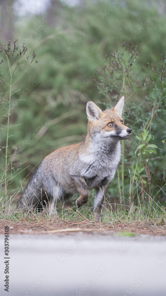 foto della volpe nel parco della maremma