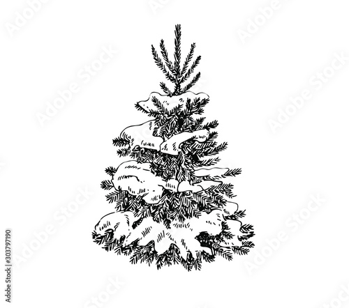 Spruce with snow. Christmas tree. Line art.