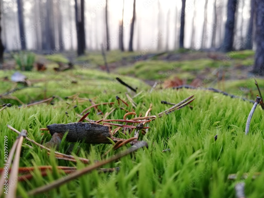 grasshopper on grass grasshopper on grass