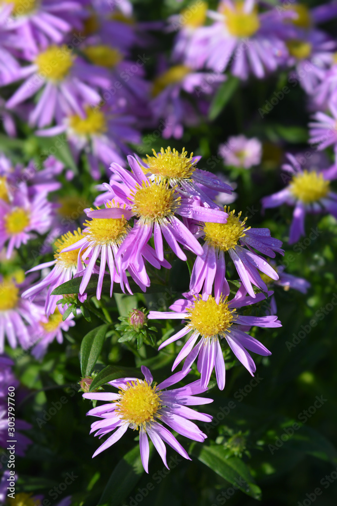 Michelmas daisy Starletta Michelmas daisy Starletta