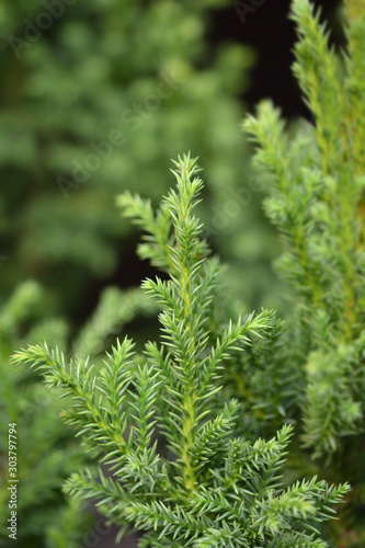 Japanese cedar Jindai