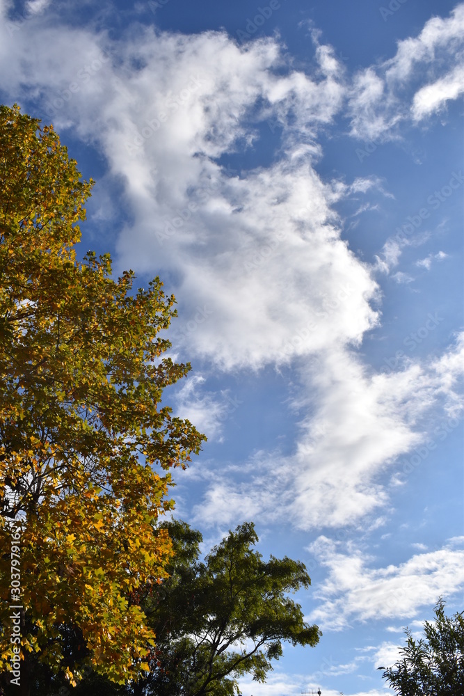 Tree & Sky-44 Tree & Sky-44