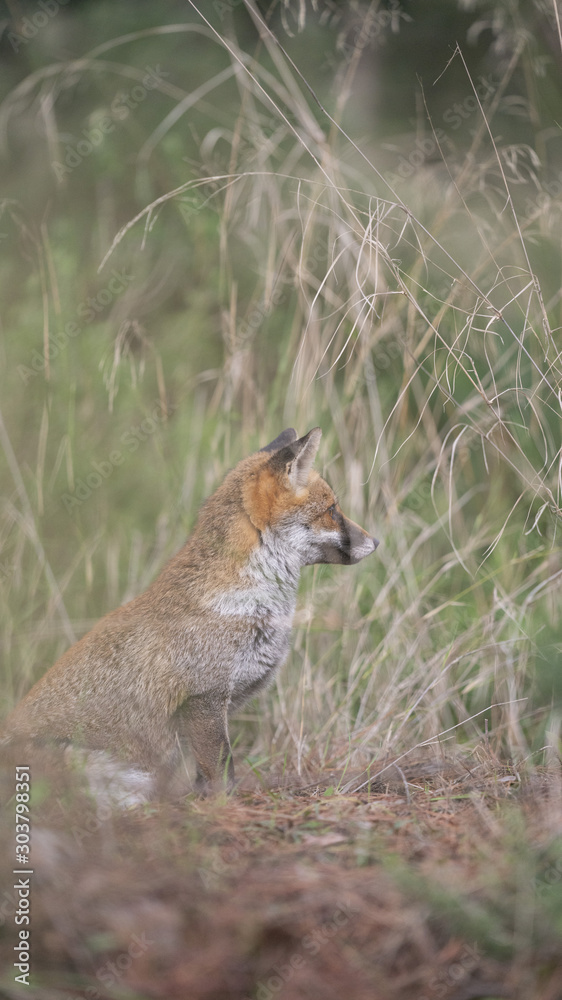 foto della volpe nel parco della maremma
