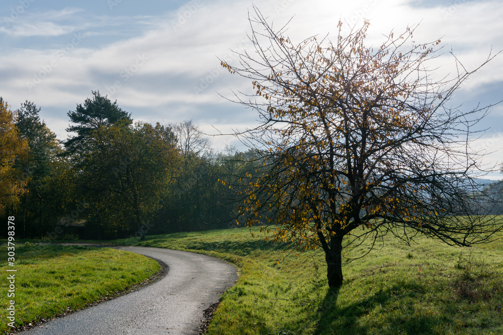 Weg vorbei am Baum, welcher seine Blätter verliert Weg vorbei am Baum, welcher seine Blätter verliert