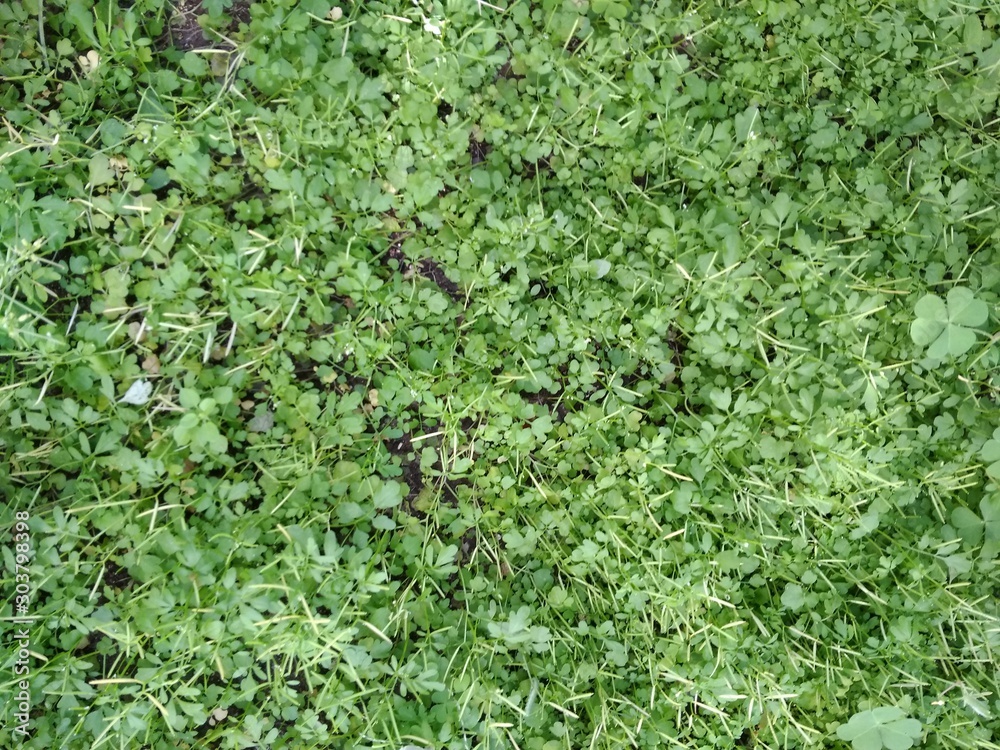 green grass background of home lawn green grass background of home lawn