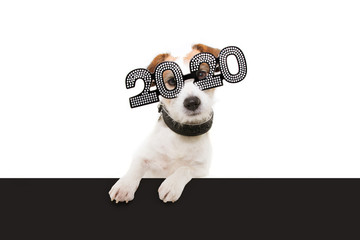 dog new year with paws over black edge. wearing  glasses with the inscription "2020", on a white background
