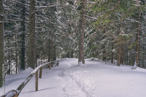 Tourist route in snowy winter pine thee forest, beautiful nature, outdoor travel background, Jasna ski resort, Slovakia (Slovensko)