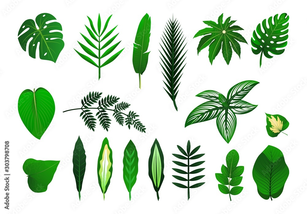 Icon set of tropical plants leaves. Vector isolated illustration