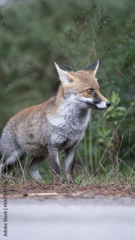 Foto della volpe nel parco della maremma