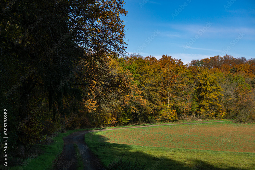 Weg am Waldrand im Herbst vorbei am schönen Mischwald
