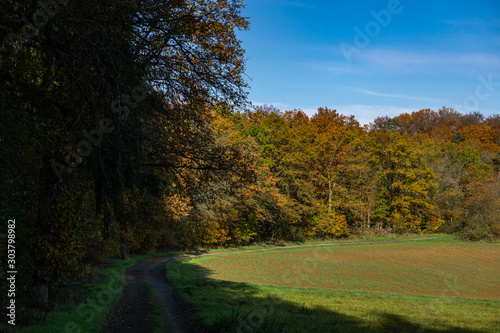 Weg am Waldrand im Herbst vorbei am schönen Mischwald © gottesfarben