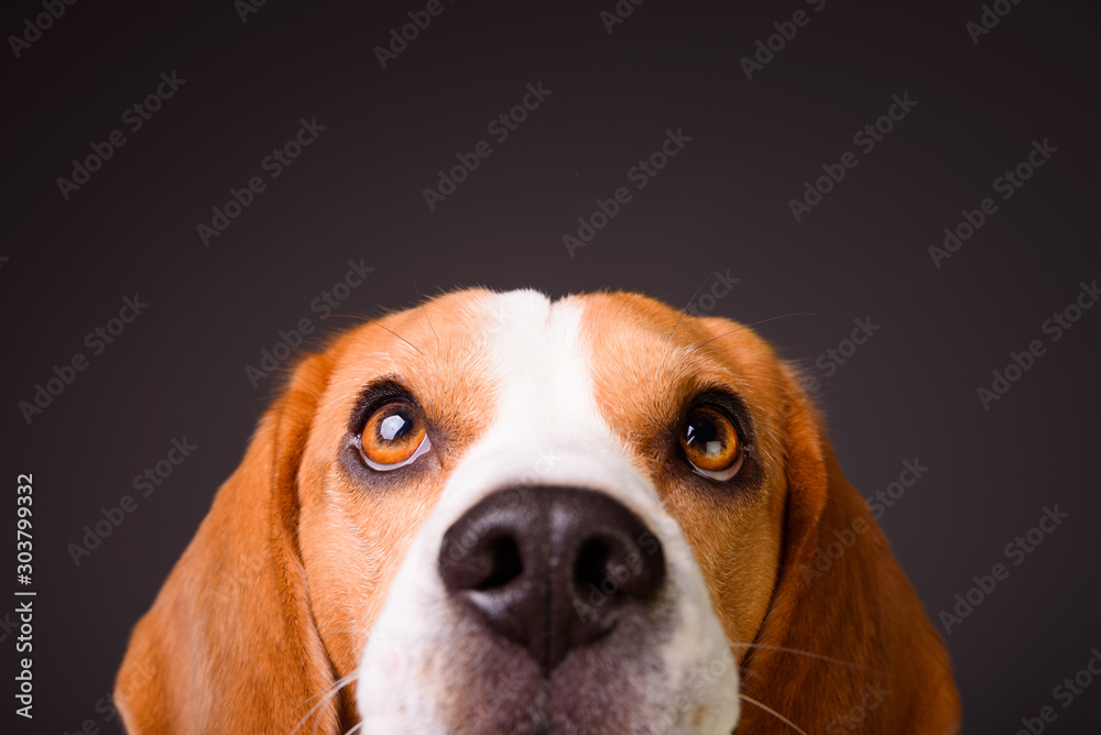 Beautiful beagle dog isolated on black background. Studio shoot. looking up, headshoot portrait