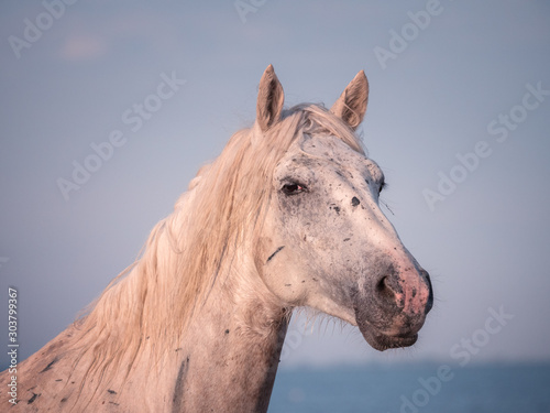White horse - Camargue, animal portrait, National park Camargue, Bouches-du-rhone department, Provence - Alpes - Cote d'Azur region, south France