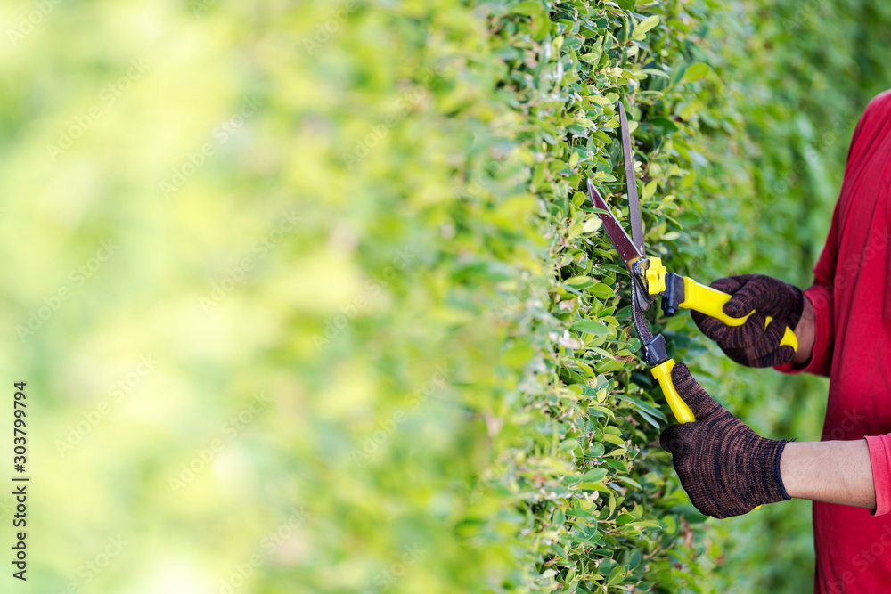 Obraz premium Pruning of ornamental trees at home in morning