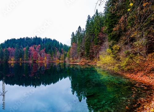 Fototapeta Naklejka Na Ścianę i Meble -  Reflection of autumn foliage along the shore of Lake Tovel, Trentino Alto Adige