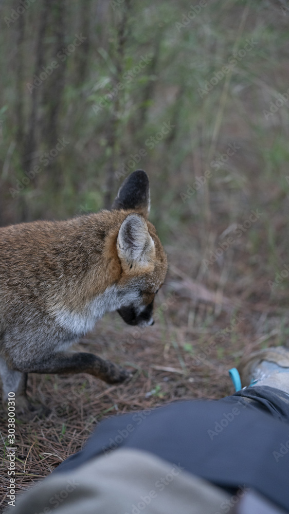 Naklejka premium Foto della volpe nel parco della maremma