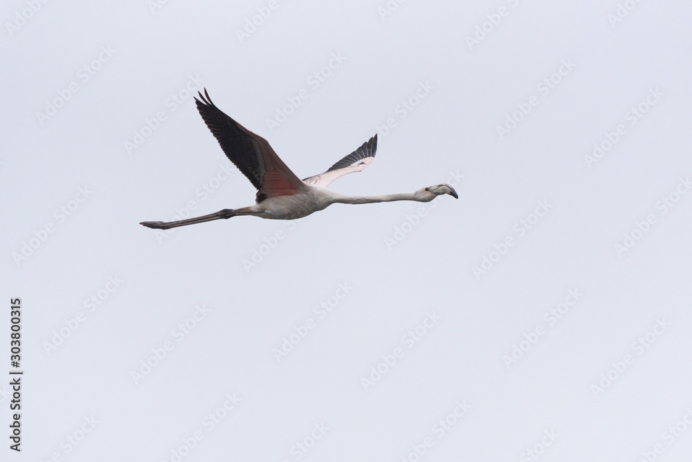 A flamingo bird flies in the overcast sky