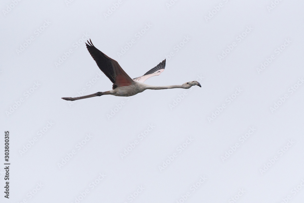 Obraz premium A flamingo bird flies in the overcast sky