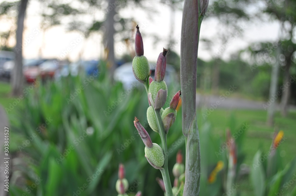 Flower Buds