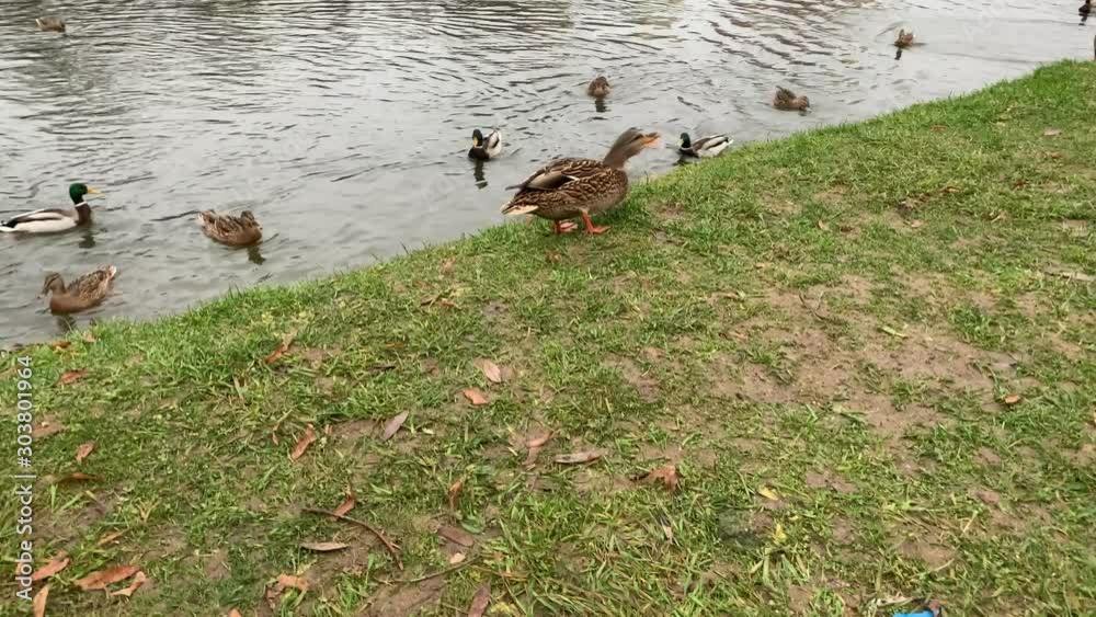 River duck warily eats bread on the bank of the river covered with green grass against the background of other ducks swimming River duck warily eats bread on the bank of the river covered with green grass against the background of other ducks swimming