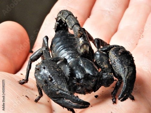 hand holding a scorpion