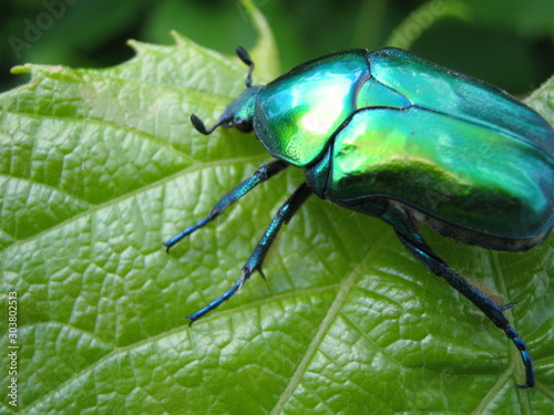 green beetle on leaf bug