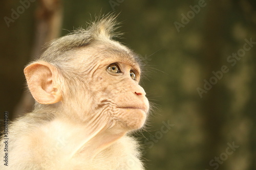 Monkeys in India © align