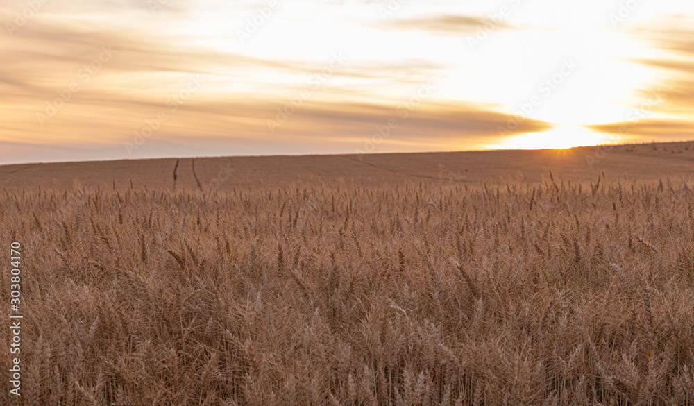 Sunset. Field. Crop. Sun. Wheat. Sky