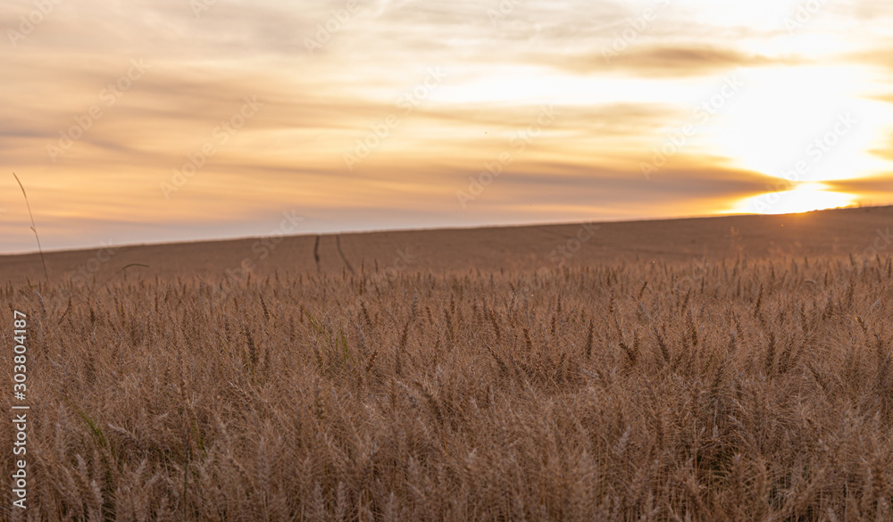 Sunset. Field. Crop. Wheat. Sun. Sky