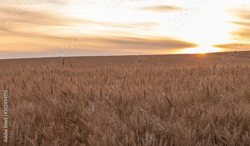 Sunset. Field. Crop. Sun. Wheat. Sky