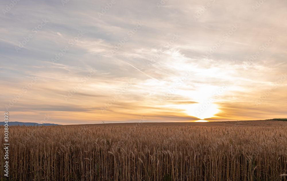 Sunset. Field. Wheat. Crop. Sun. Sky Sunset. Field. Wheat. Crop. Sun. Sky