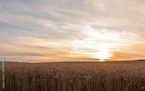 Sunset. Field. Wheat. Crop. Sun. Sky