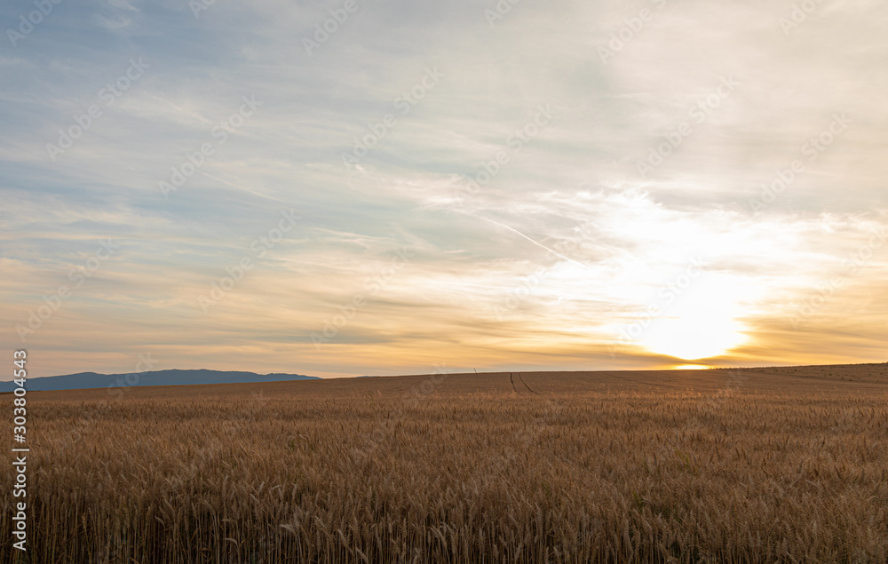 Sunset. Wheat. Field. Crop. Sun. Sky Sunset. Wheat. Field. Crop. Sun. Sky