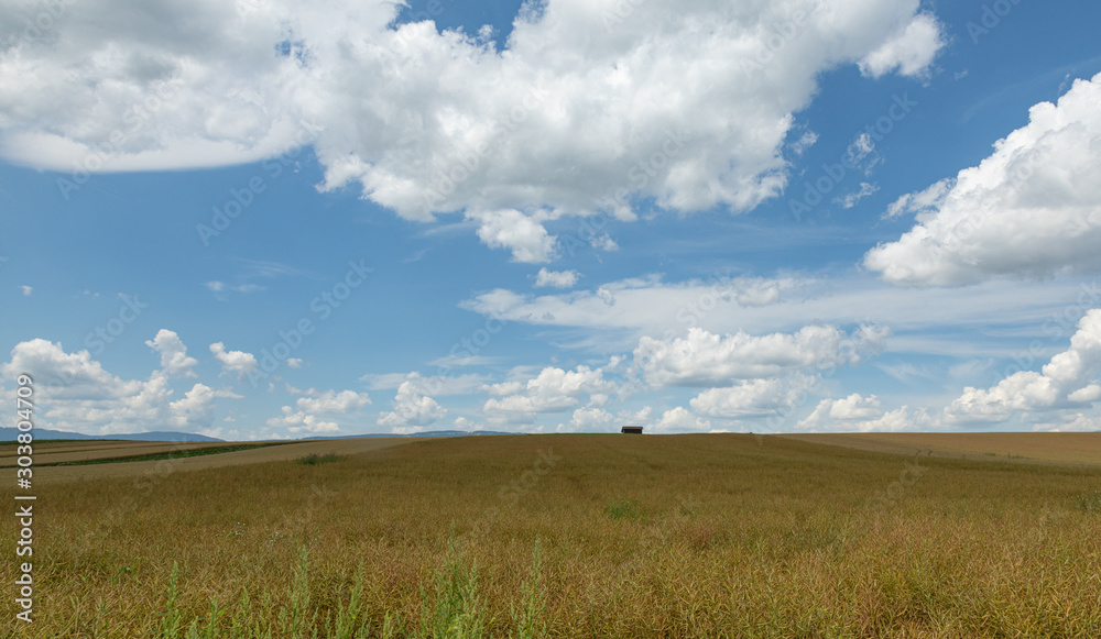 Fotografie Wheat. Cloud. Harvest. Field. Hills. Sky