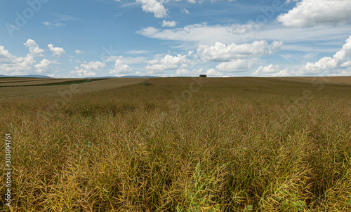 Wheat. Cloud. Harvest. Hills. Field. Sky